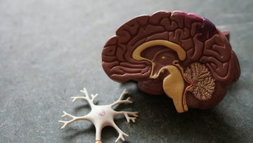 Understanding Female Pleasure: An Anatomy Guide